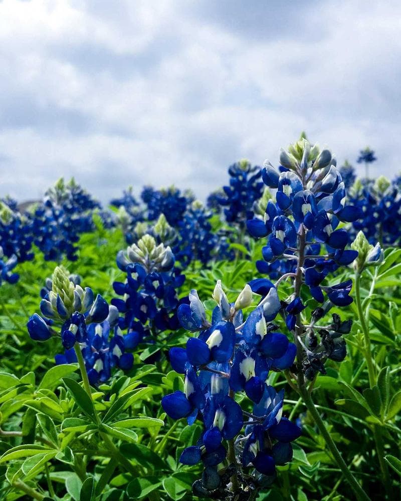 Export Documentation